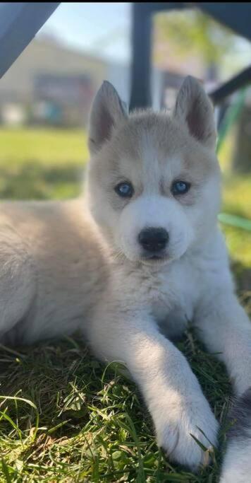 Tonnay-Charente Gite Des Huskysヴィラ エクステリア 写真
