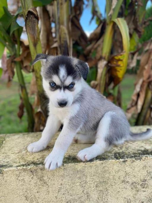 Tonnay-Charente Gite Des Huskysヴィラ エクステリア 写真