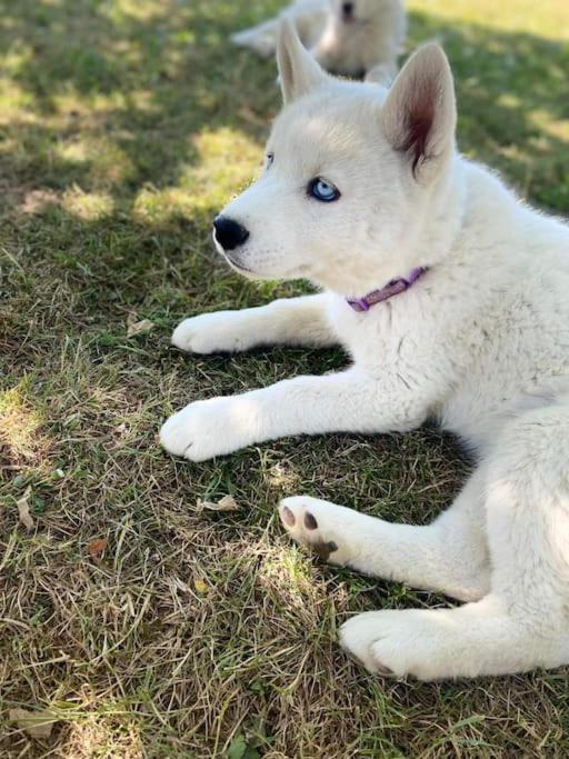 Tonnay-Charente Gite Des Huskysヴィラ エクステリア 写真
