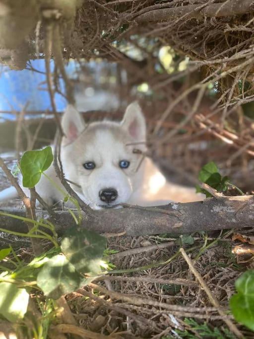 Tonnay-Charente Gite Des Huskysヴィラ エクステリア 写真