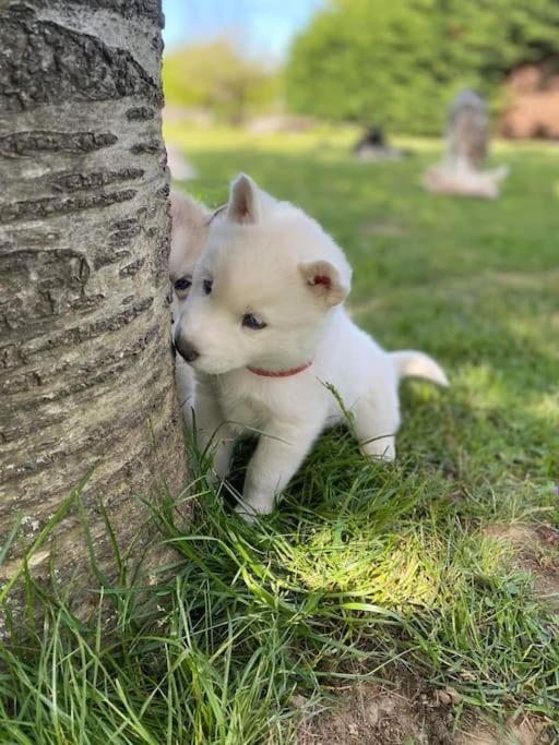 Tonnay-Charente Gite Des Huskysヴィラ エクステリア 写真