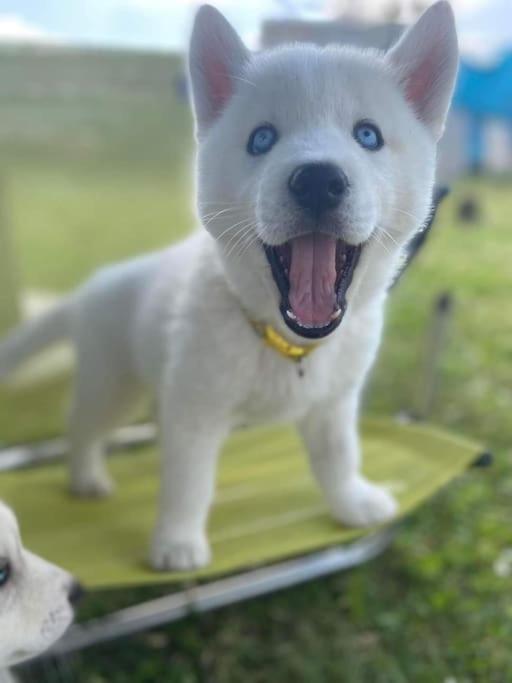 Tonnay-Charente Gite Des Huskysヴィラ エクステリア 写真