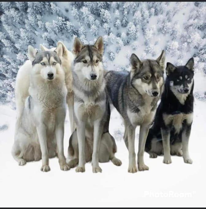Tonnay-Charente Gite Des Huskysヴィラ エクステリア 写真