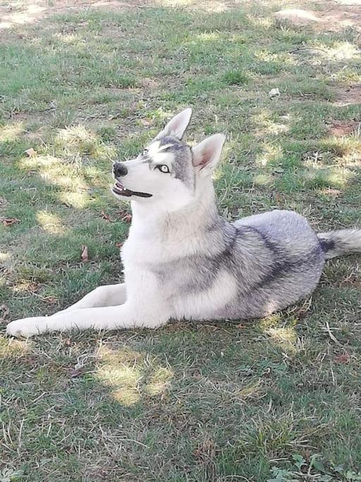 Tonnay-Charente Gite Des Huskysヴィラ エクステリア 写真