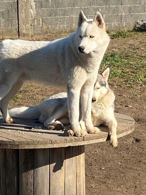 Tonnay-Charente Gite Des Huskysヴィラ エクステリア 写真